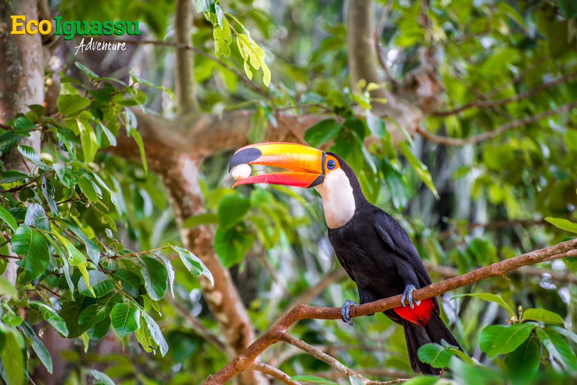Tucano-toco na mata atlântica de Foz do Iguaçu