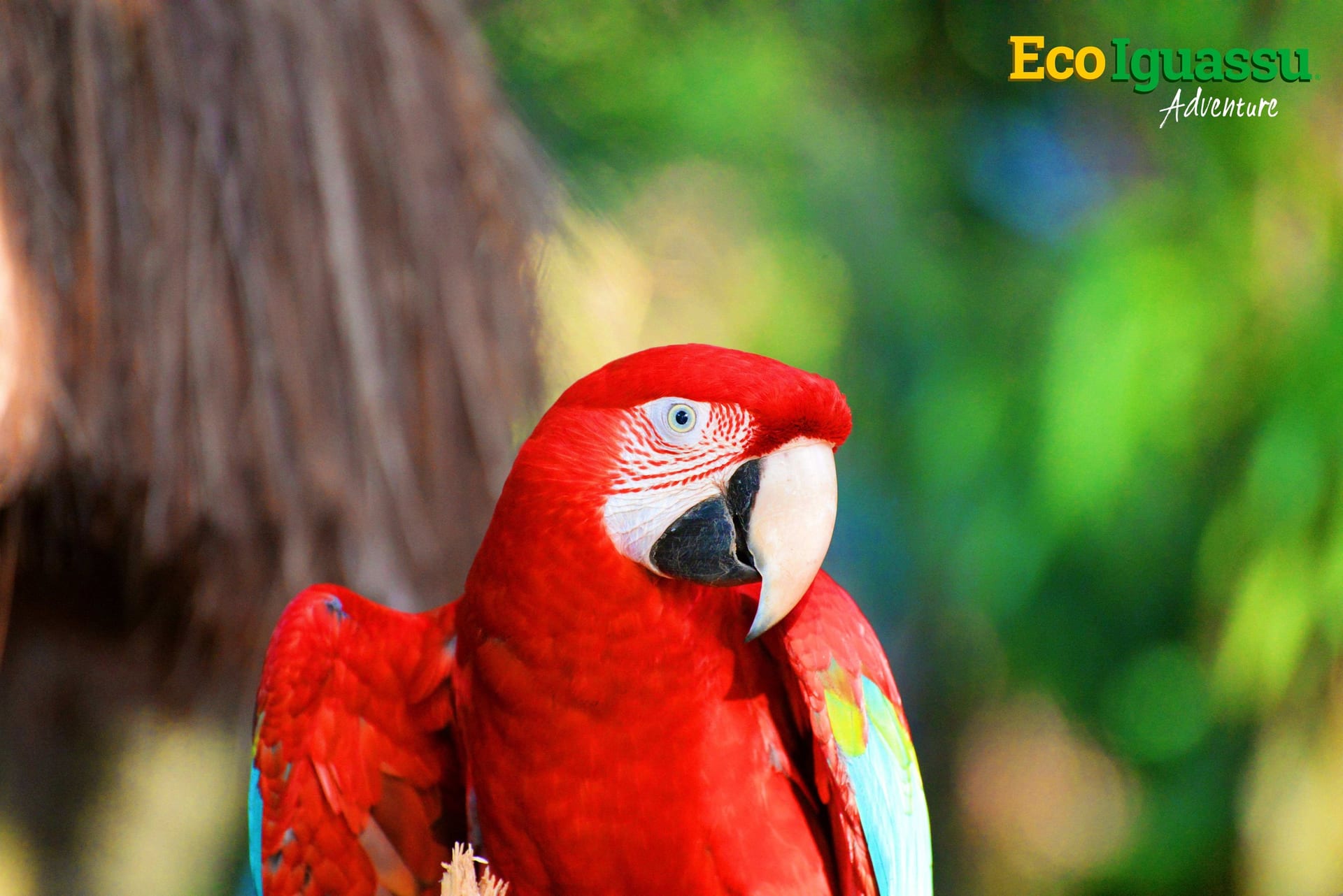 Arara-vermelha no Parque das Aves